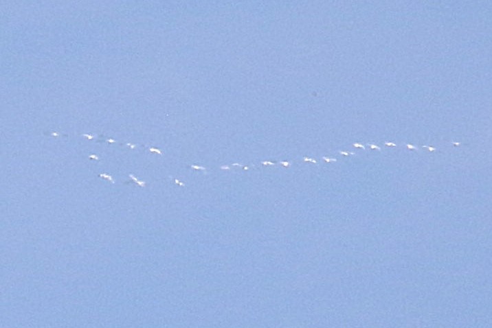 Гунгар хун - ML645342601