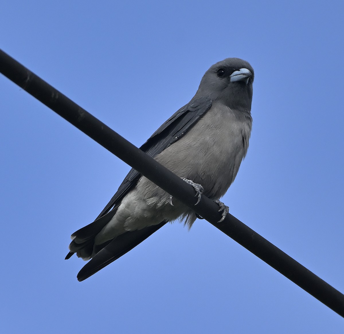 Ashy Woodswallow - ML645342613