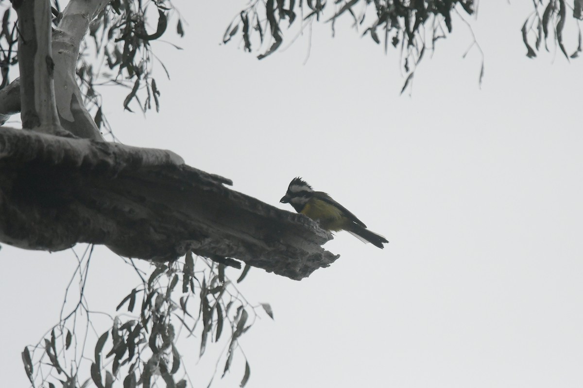 Eastern Shrike-tit - ML645342618