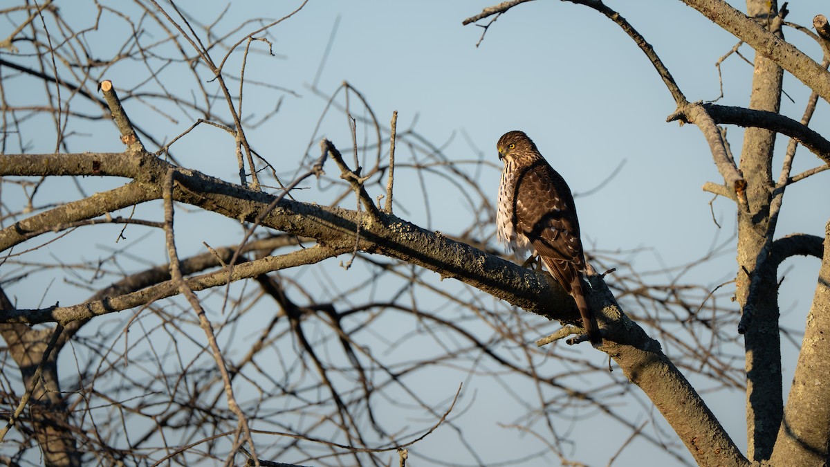 Cooper's Hawk - ML645342627