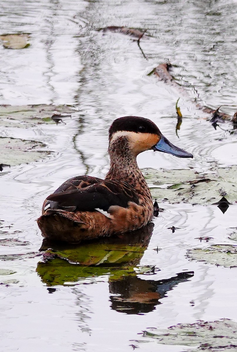 Blue-billed Teal - ML645342630