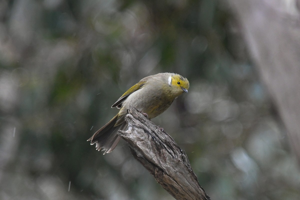 hvitsmykkehonningeter - ML645342631