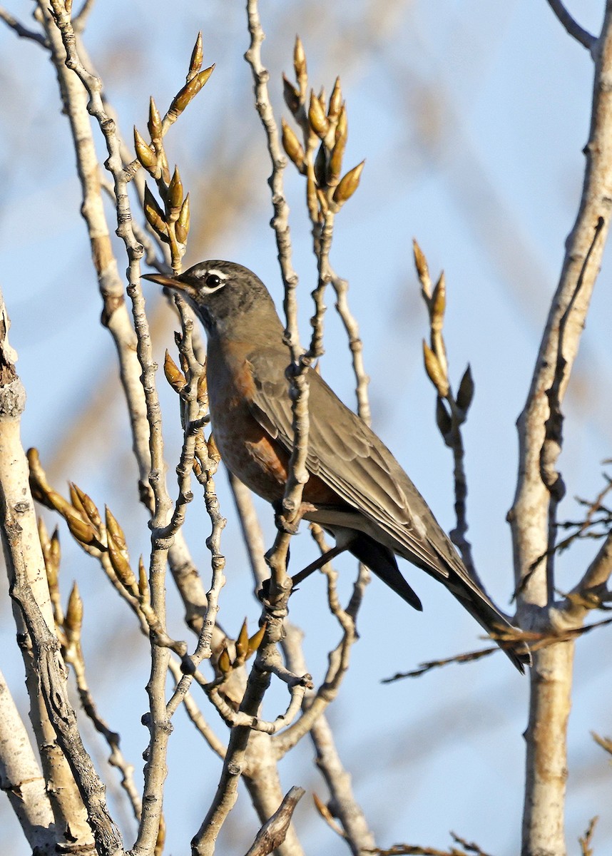 American Robin - ML645342633