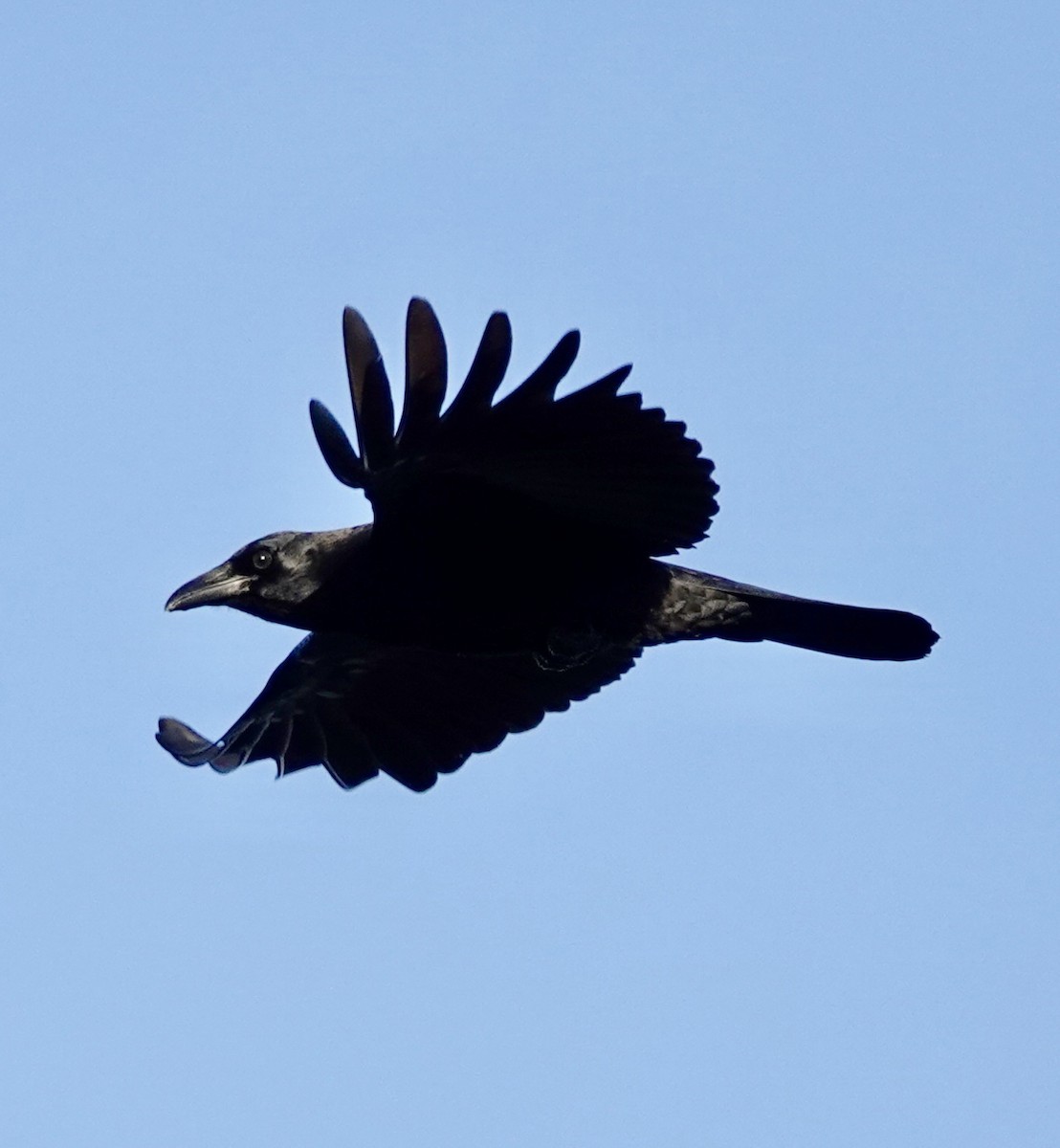 American Crow - ML645342634