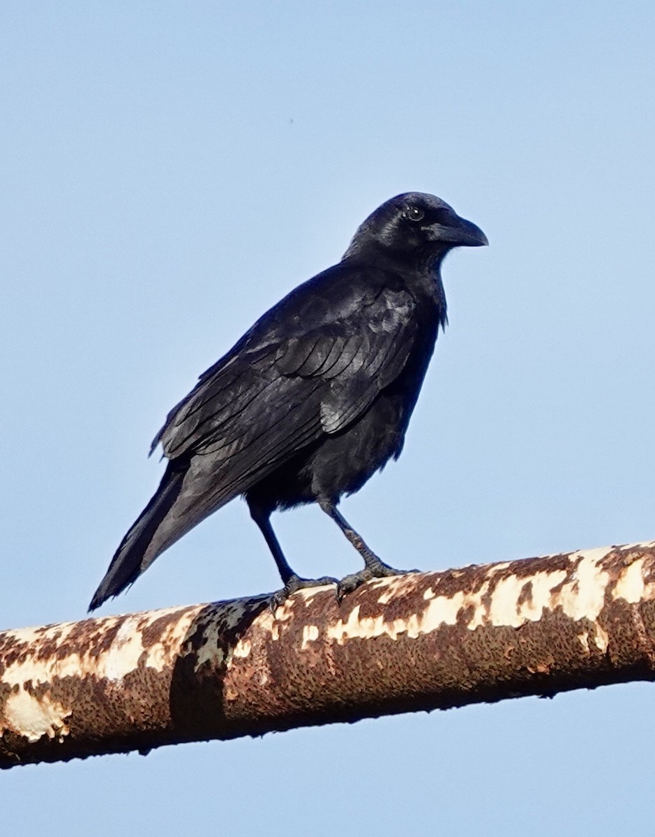 American Crow - ML645342635