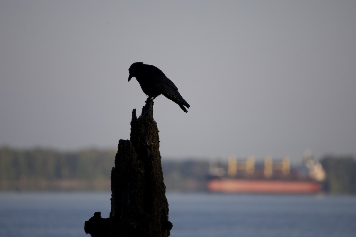 American Crow - ML645342636