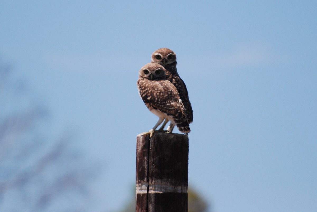 Burrowing Owl - ML645342640