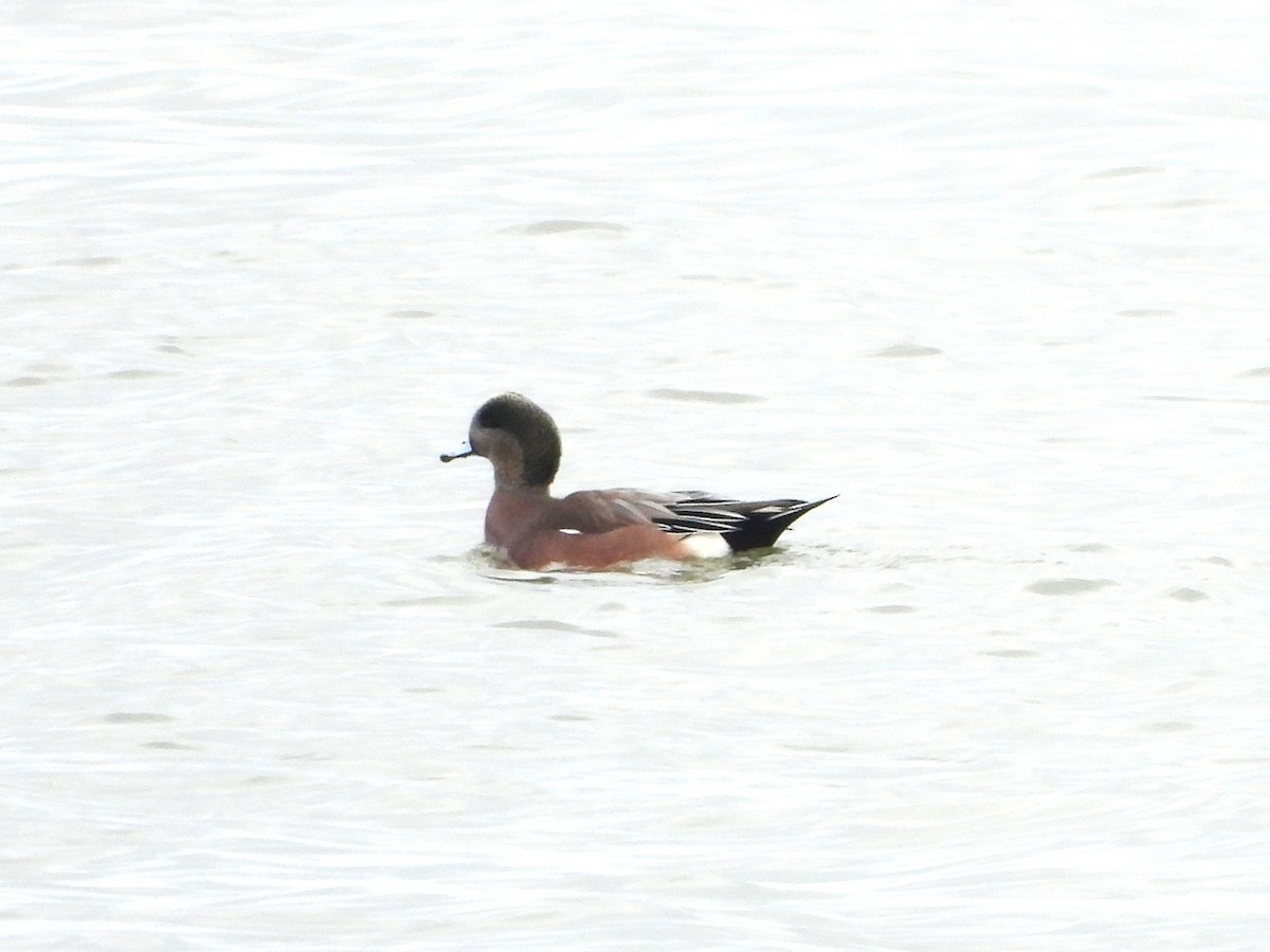 American Wigeon - ML645342642