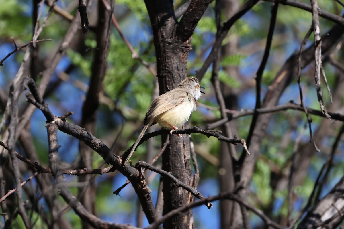 Prinia à plastron - ML645342643