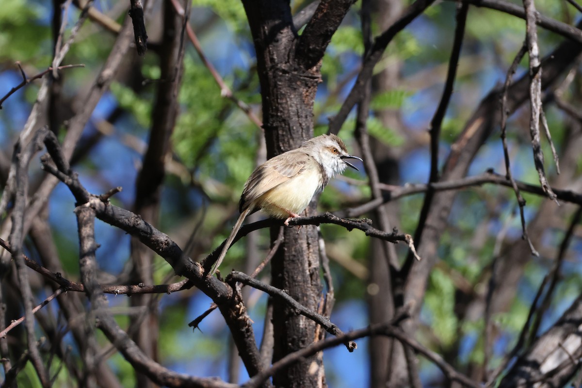 Black-chested Prinia - ML645342644