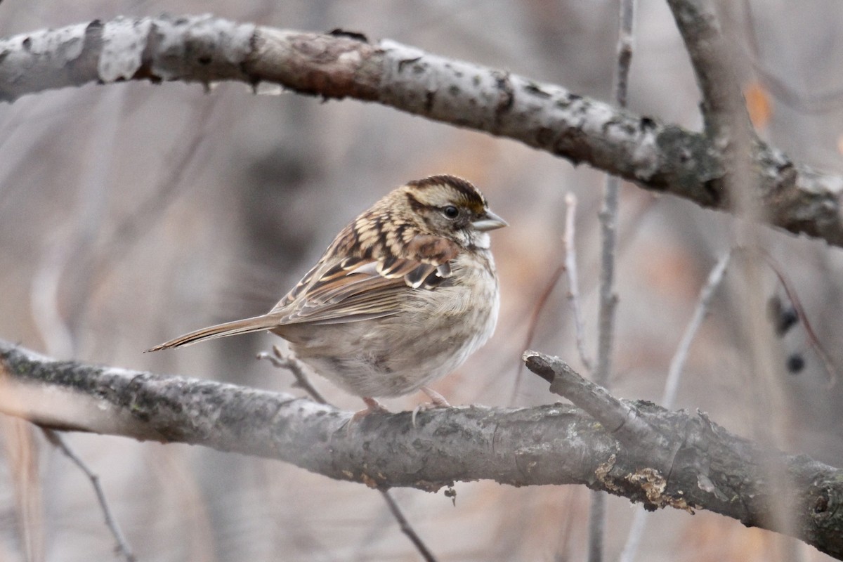 White-throated Sparrow - ML645342648