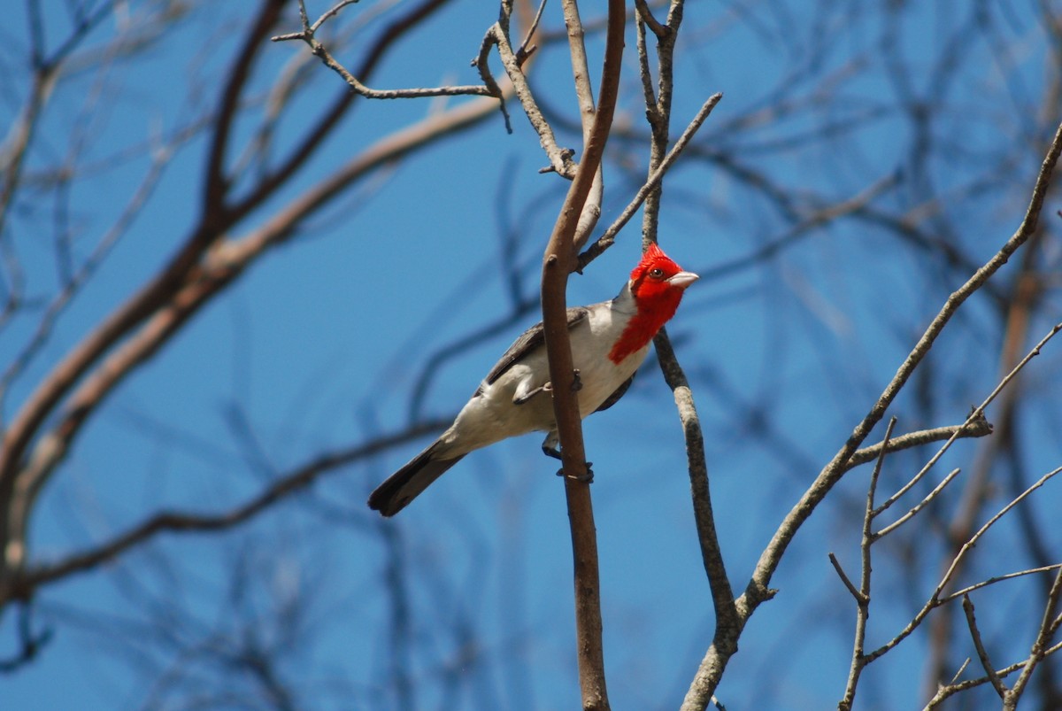 Red-crested Cardinal - ML645342649