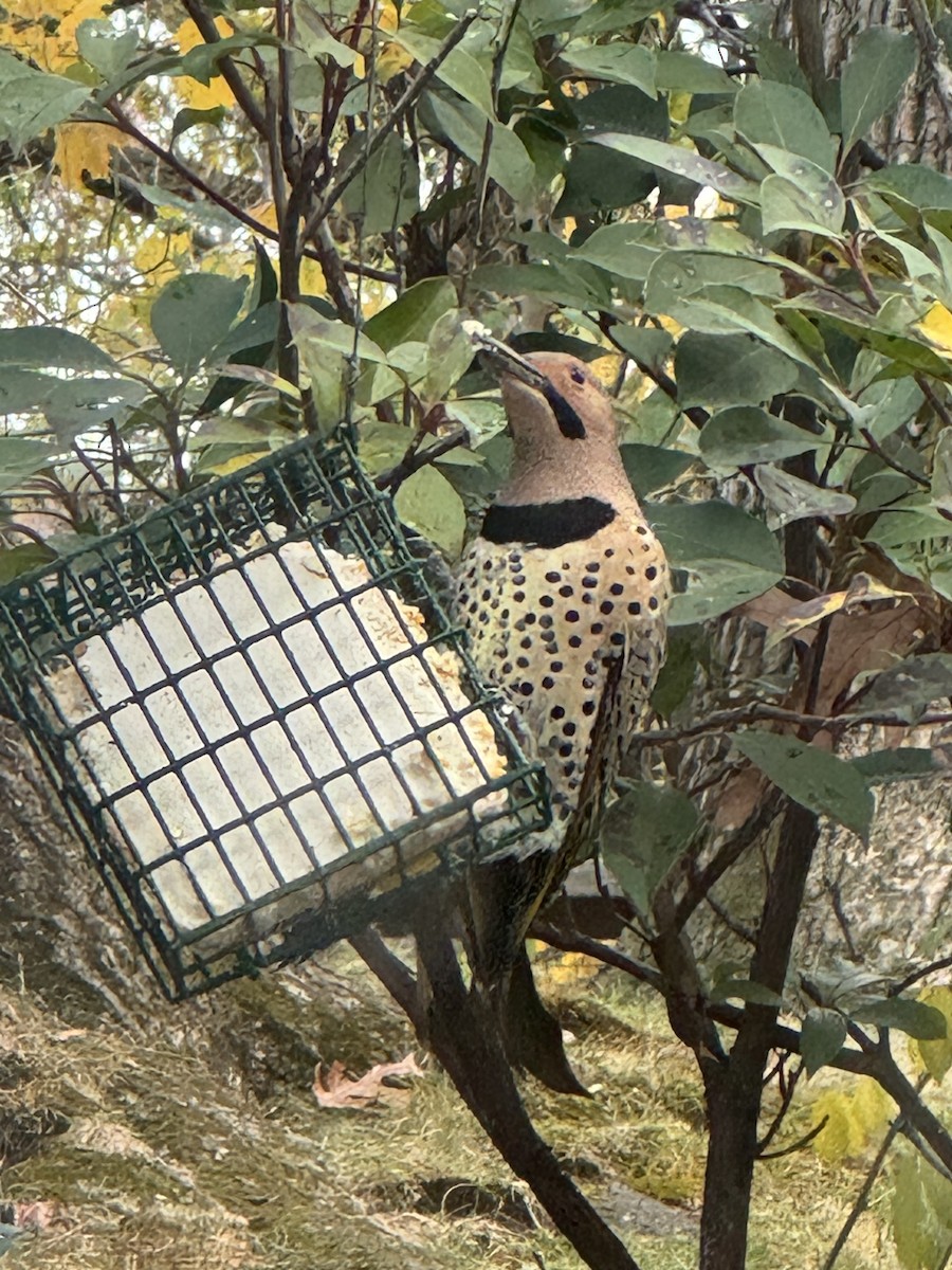 Northern Flicker - ML645342651