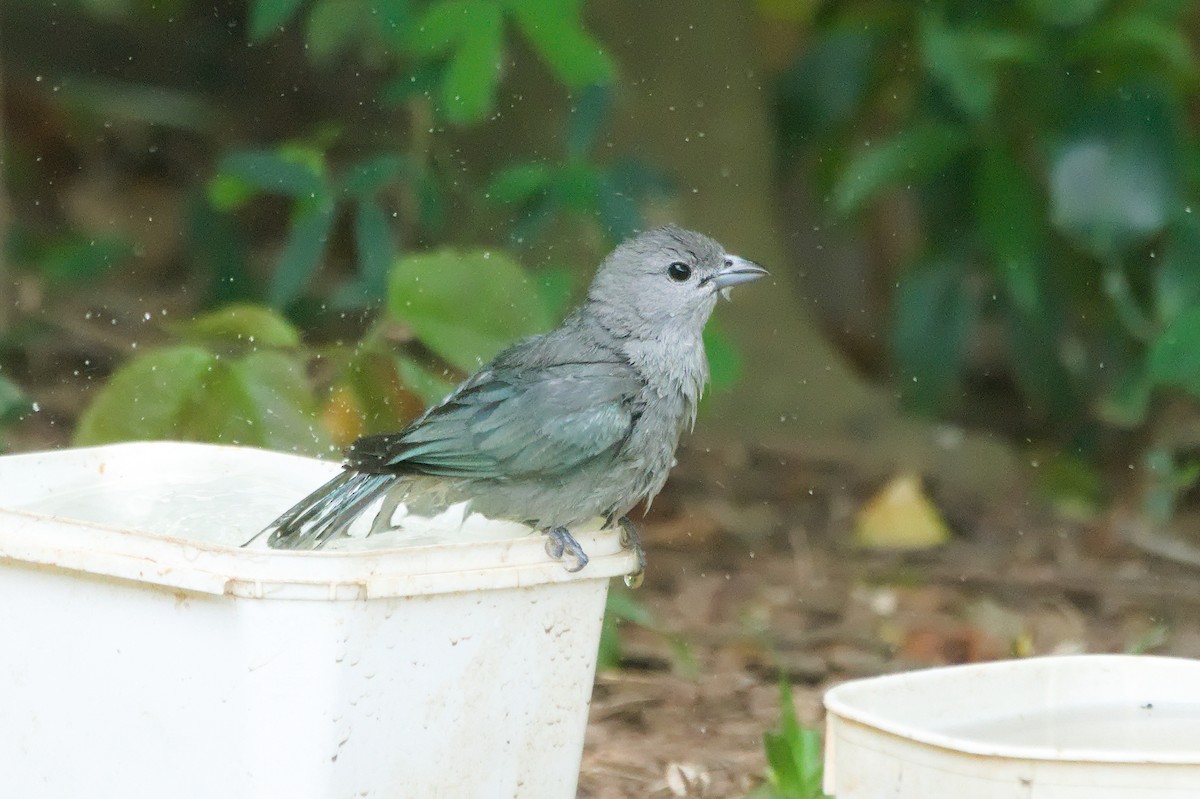 Sayaca Tanager - ML645342653