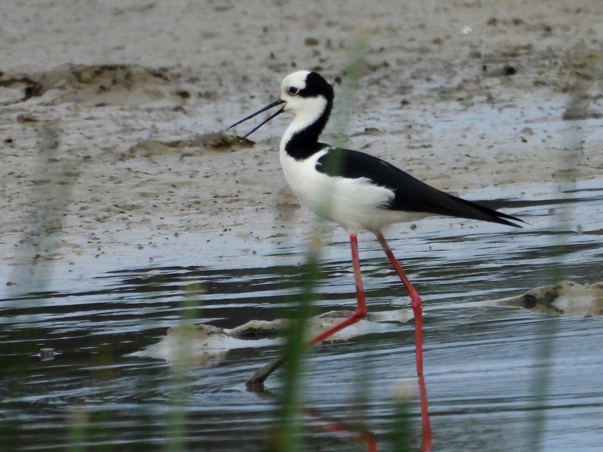Black-necked Stilt (White-backed) - ML645342661