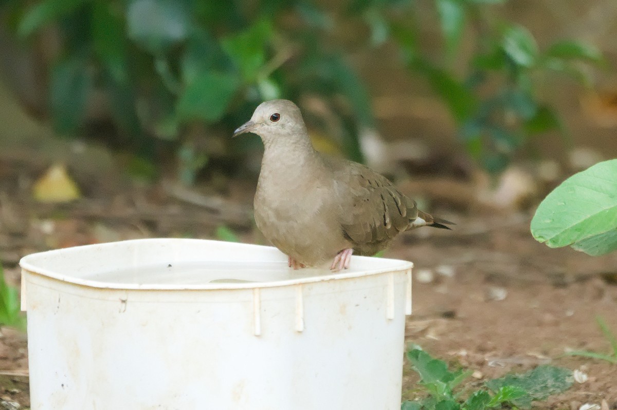 Ruddy Ground Dove - ML645342670