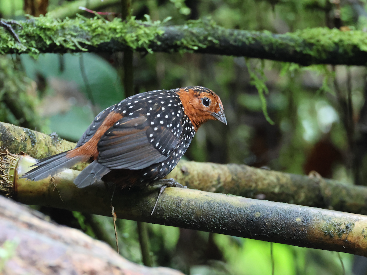 Ocellated Tapaculo - ML645342711