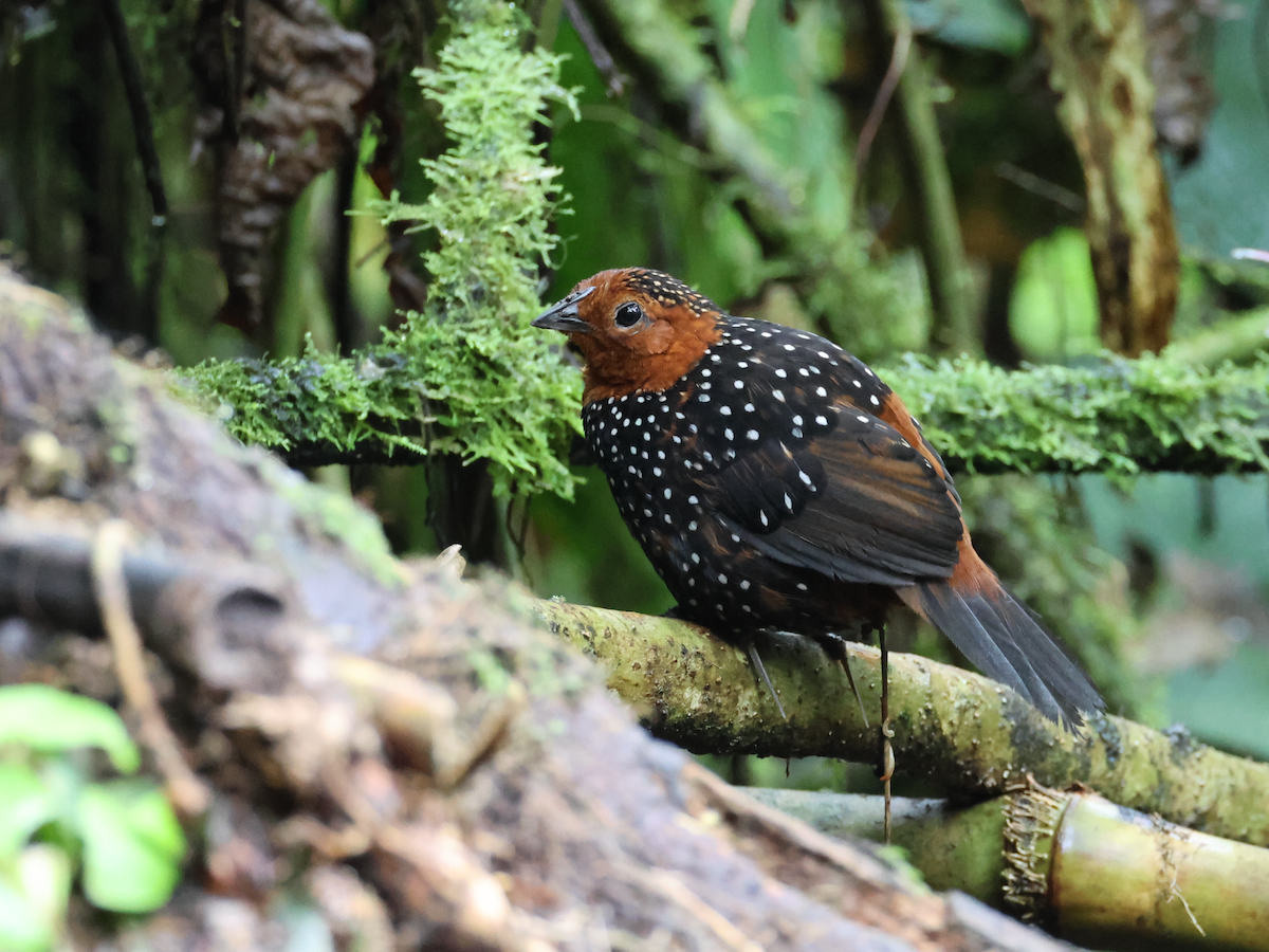 Ocellated Tapaculo - ML645342712