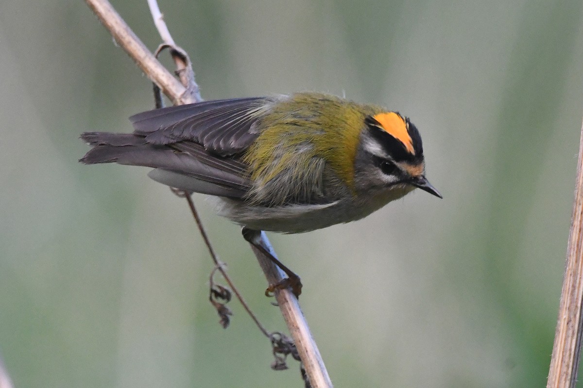 Common Firecrest - ML645342719