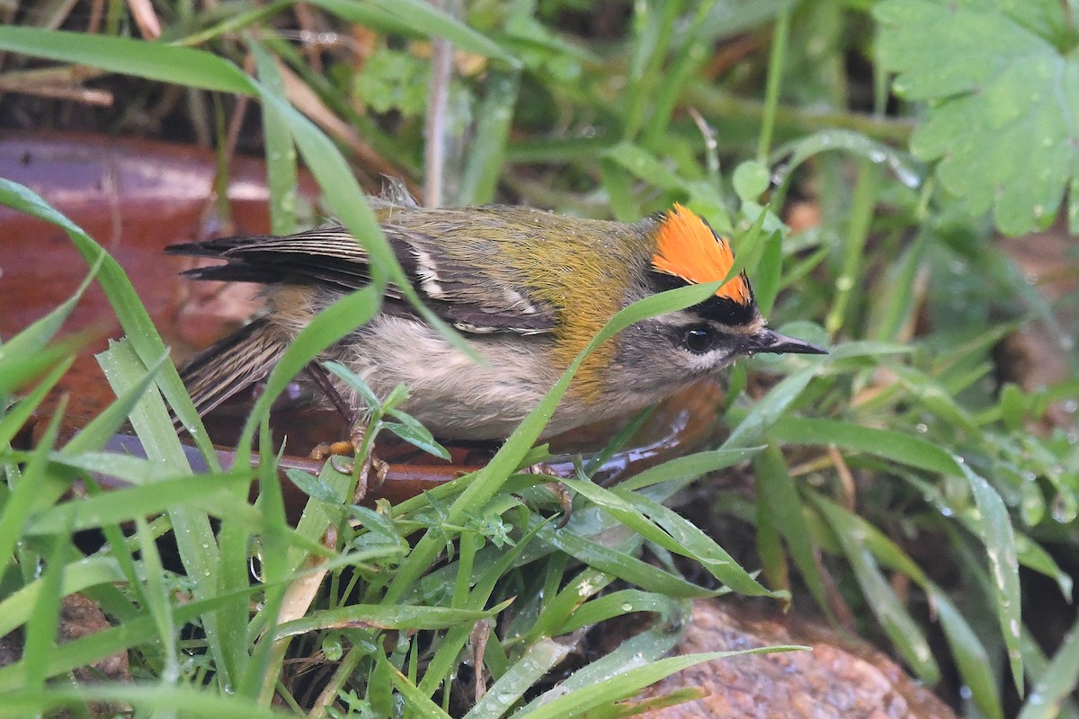 Common Firecrest - ML645342727