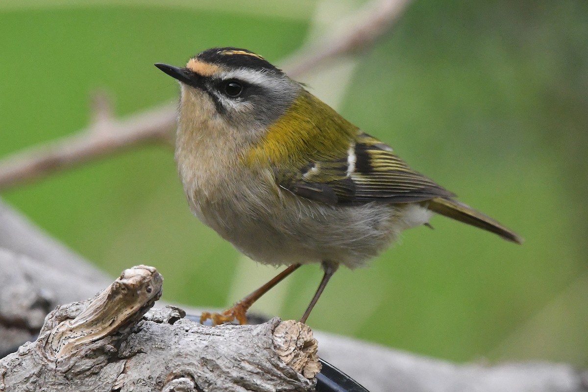 Common Firecrest - ML645342743