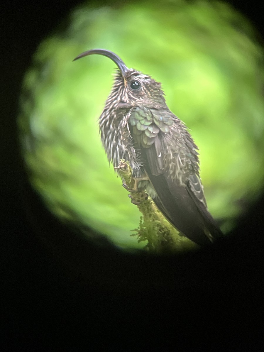 White-tipped Sicklebill - ML645342752