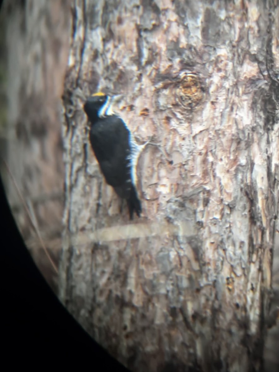 svartryggspett - ML645342767