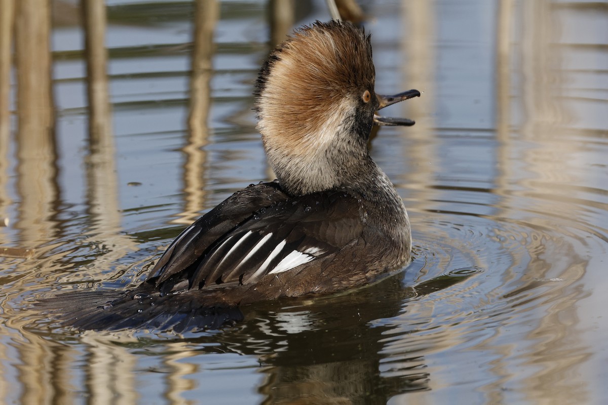 Hooded Merganser - ML645342768