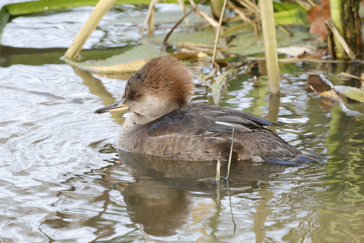 Hooded Merganser - ML645342769