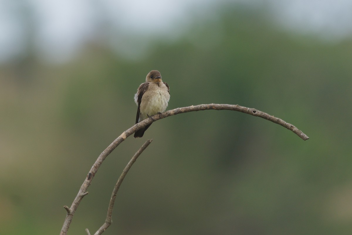 Southern Rough-winged Swallow - ML645342771