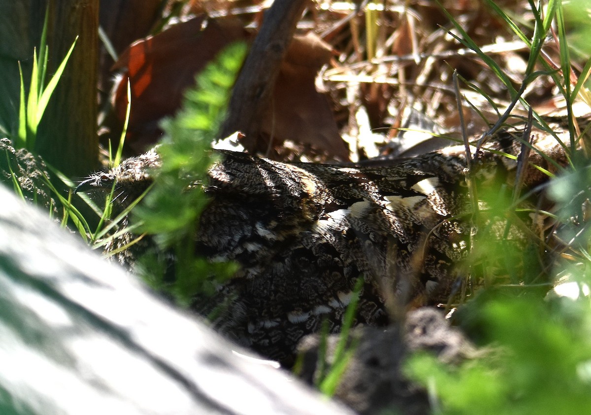 lelek nůžkoocasý - ML645342774