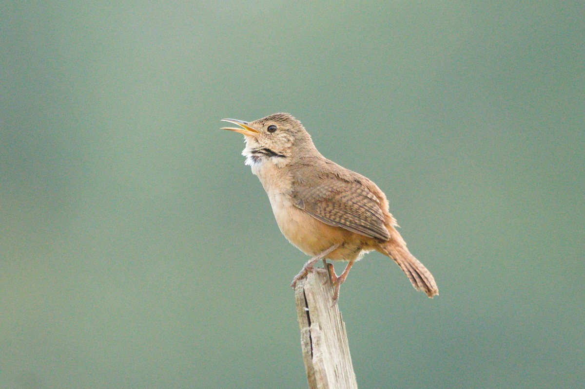 Southern House Wren - ML645342791