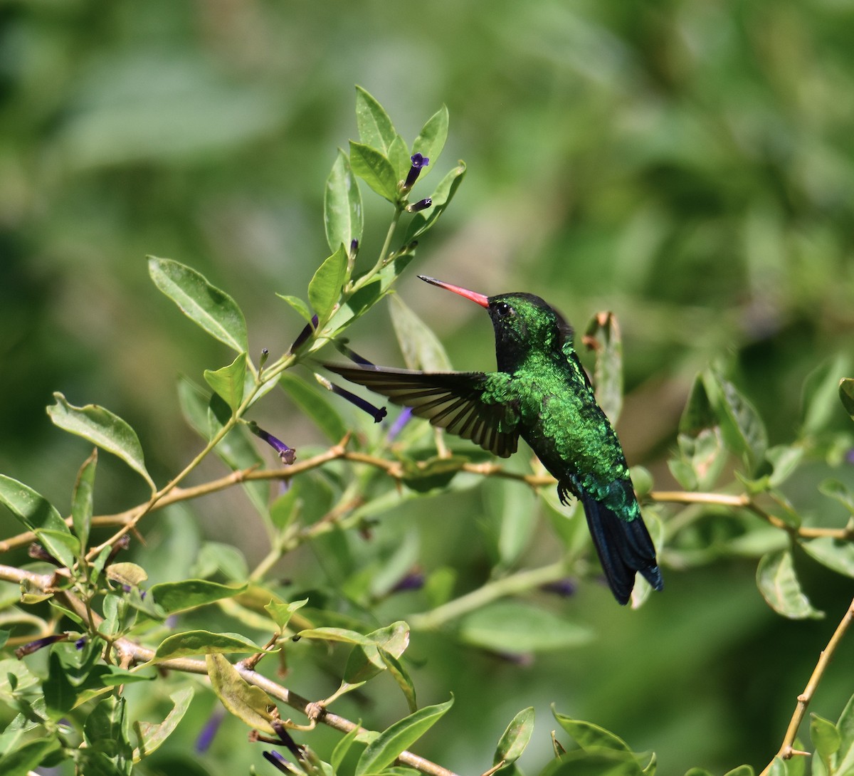 Glittering-bellied Emerald - ML645342793