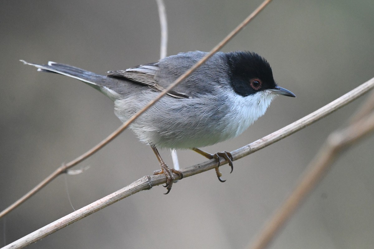 Sardinian Warbler - ML645342798