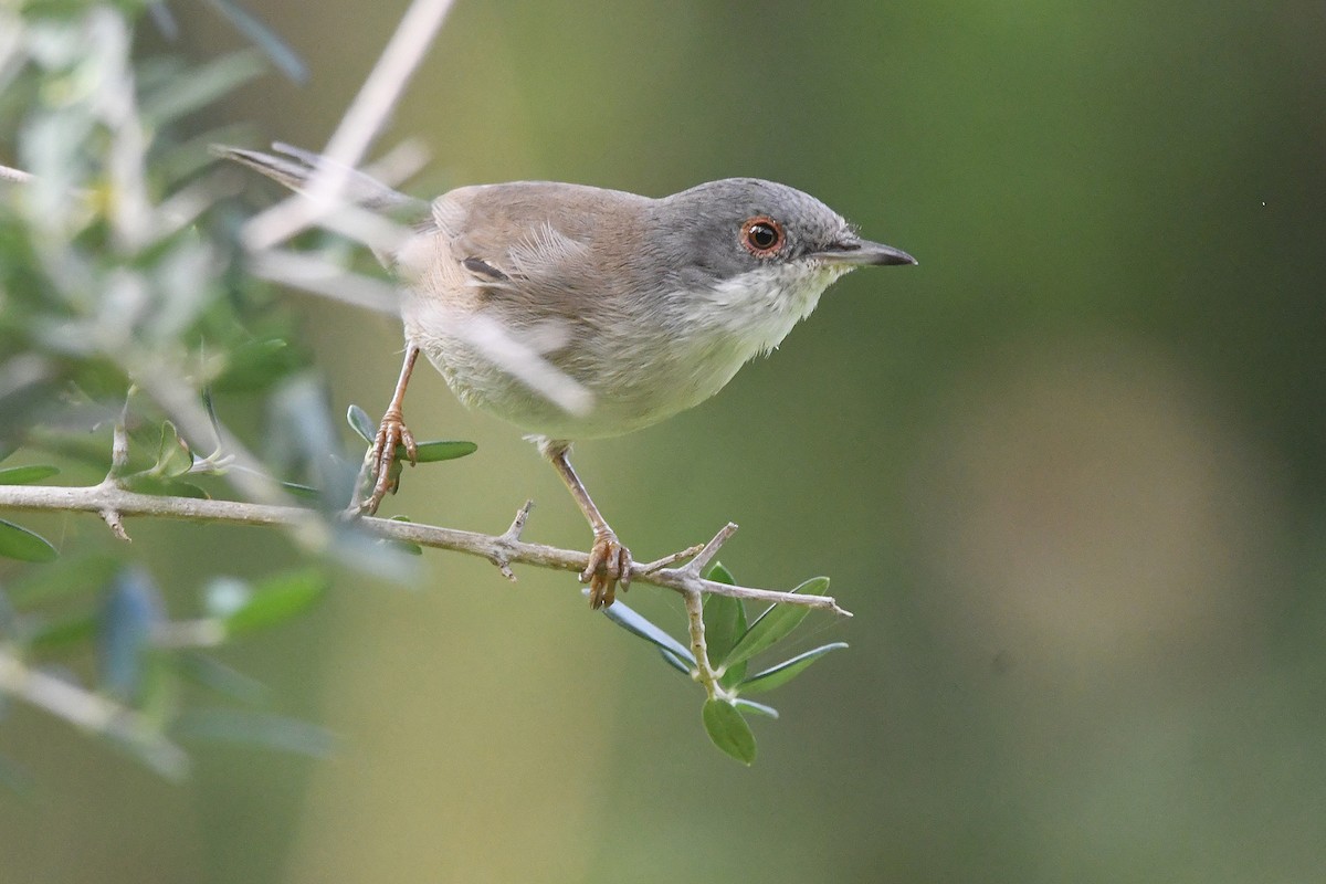 Sardinian Warbler - ML645342806