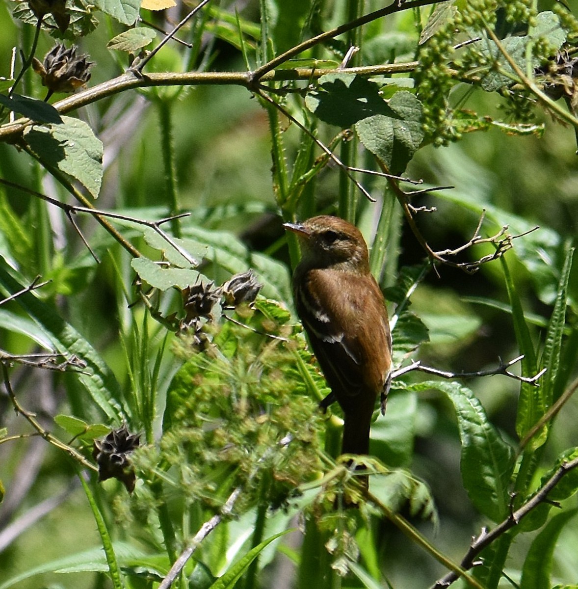 Bran-colored Flycatcher - ML645342813