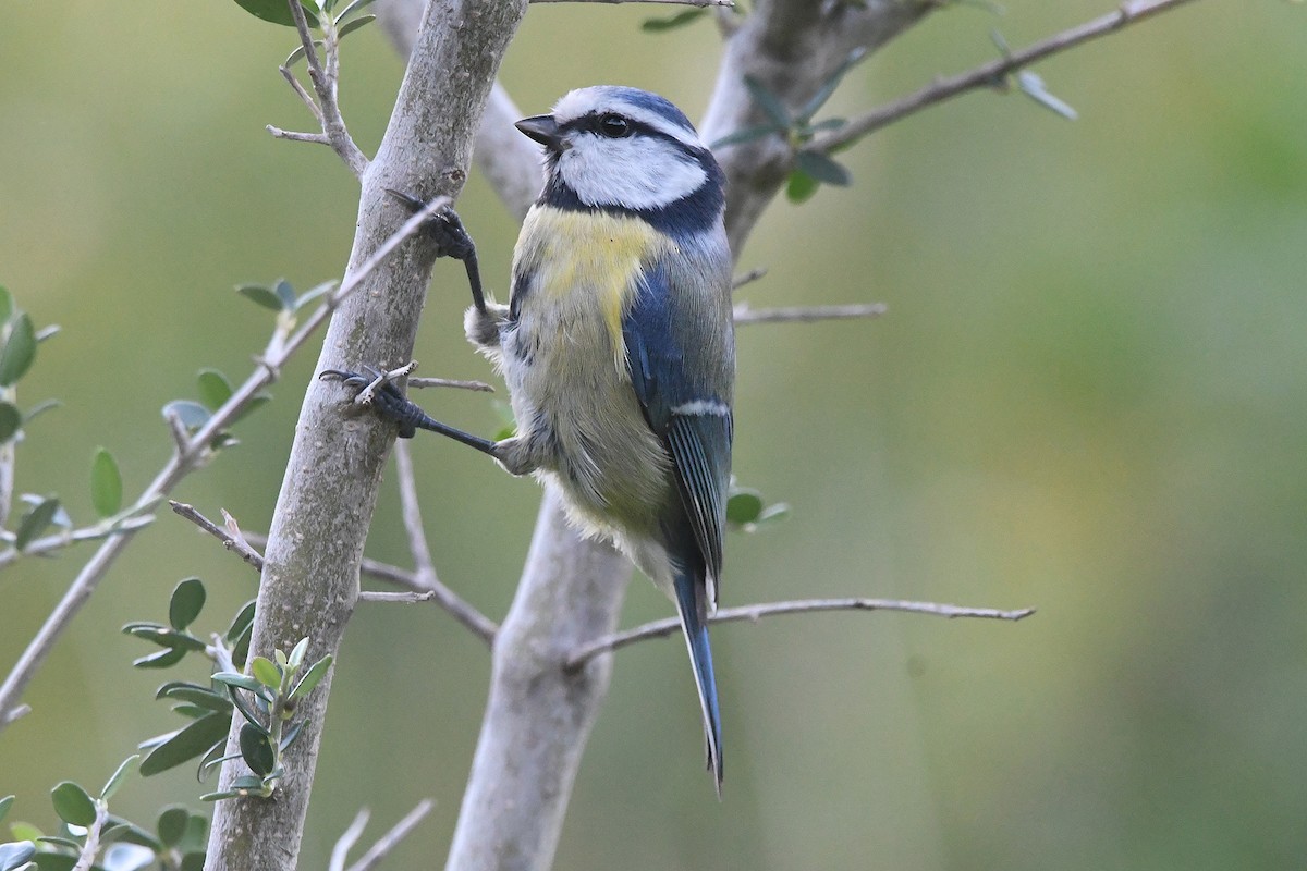 sýkora modřinka - ML645342829