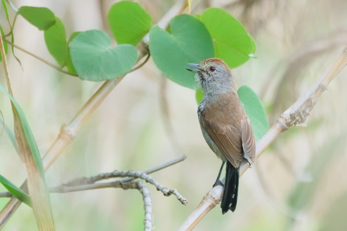 Rufous-capped Antshrike - ML645342830
