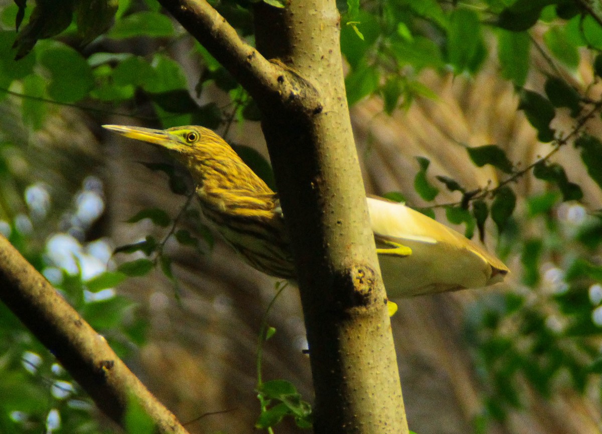 Hint Alaca Balıkçılı - ML645342833