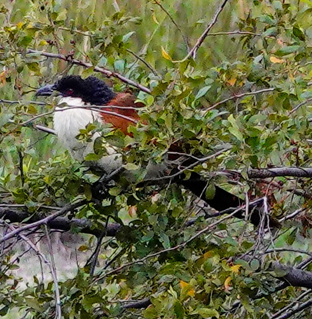 kobberstjertsporegjøk - ML645342835