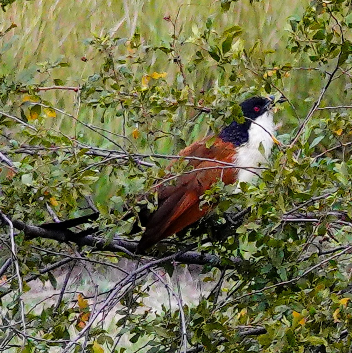 kobberstjertsporegjøk - ML645342836