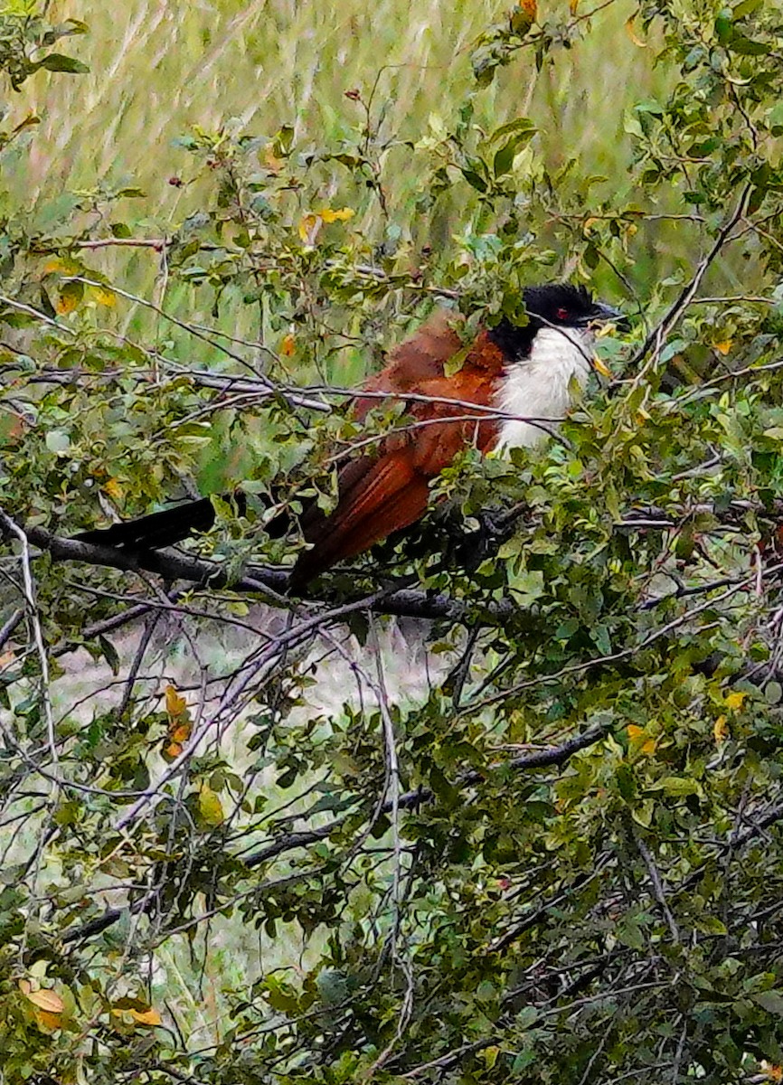 kobberstjertsporegjøk - ML645342837