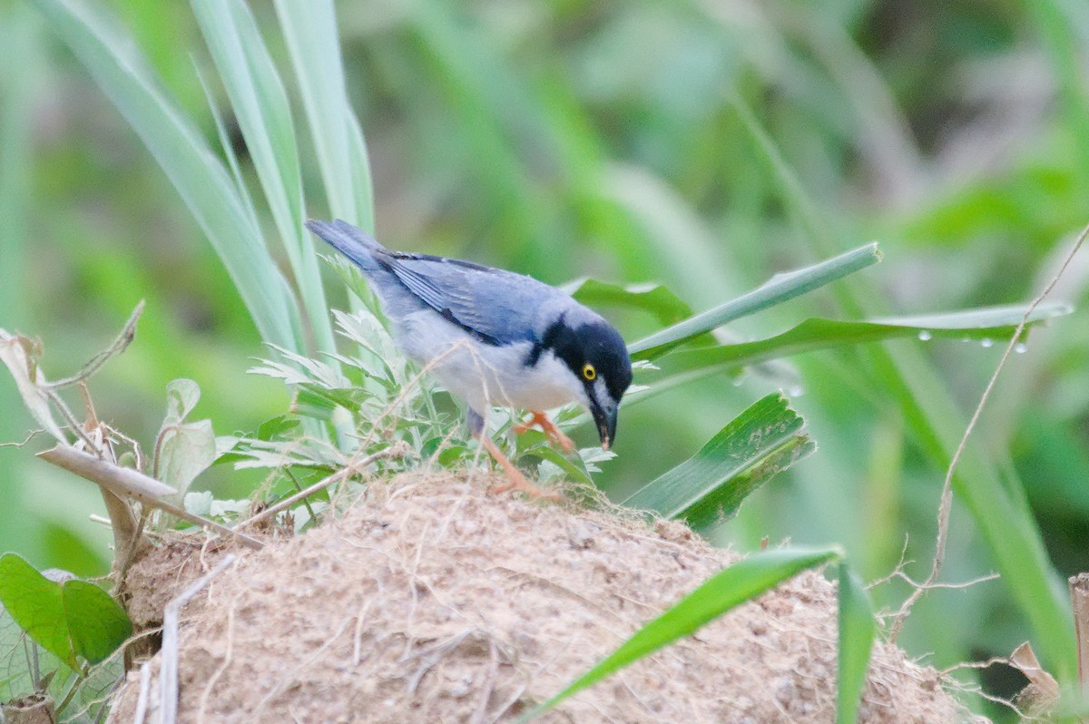 Hooded Tanager - ML645342860