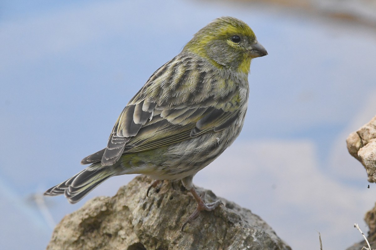 European Serin - ML645342870