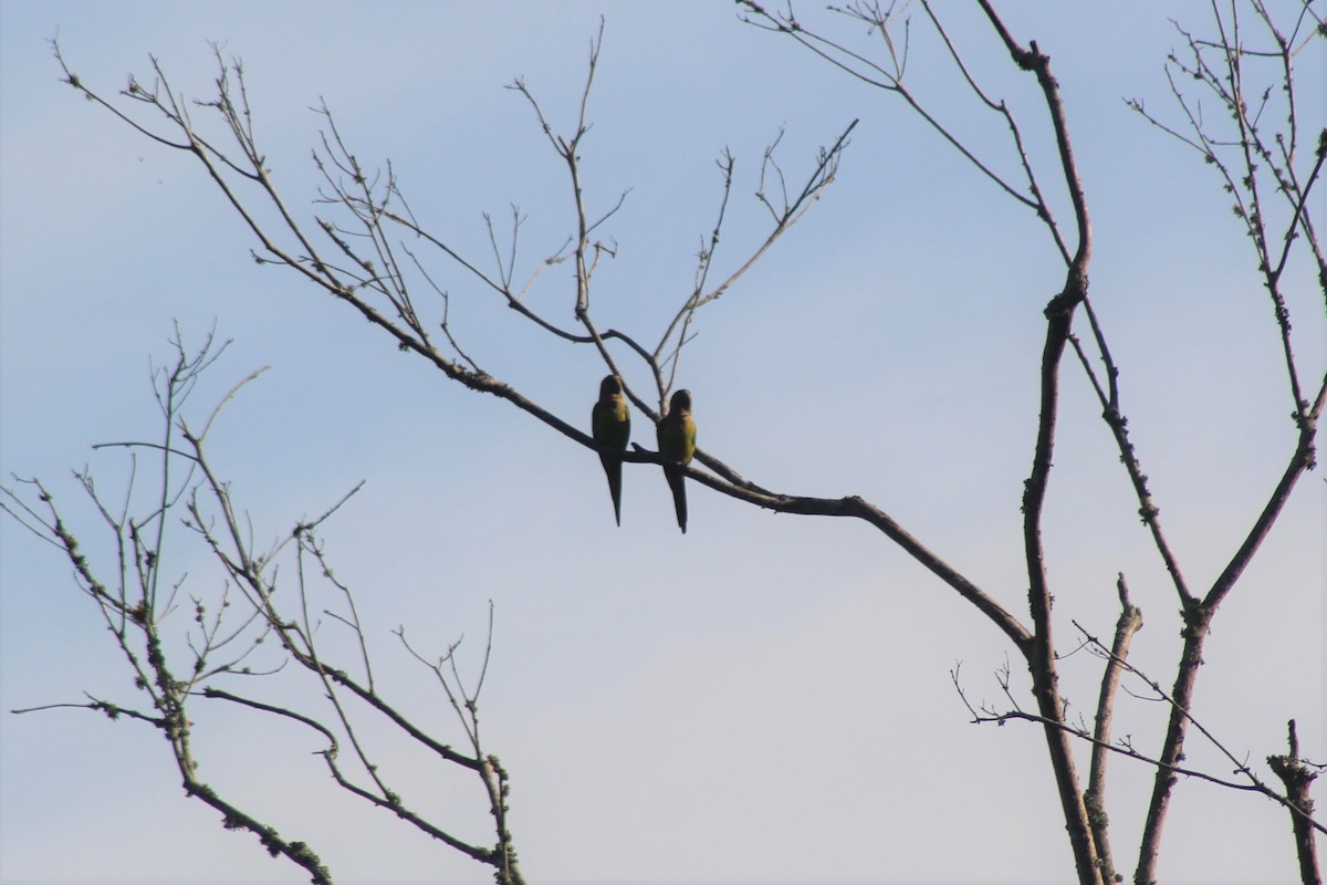 Brown-throated Parakeet - ML645342871