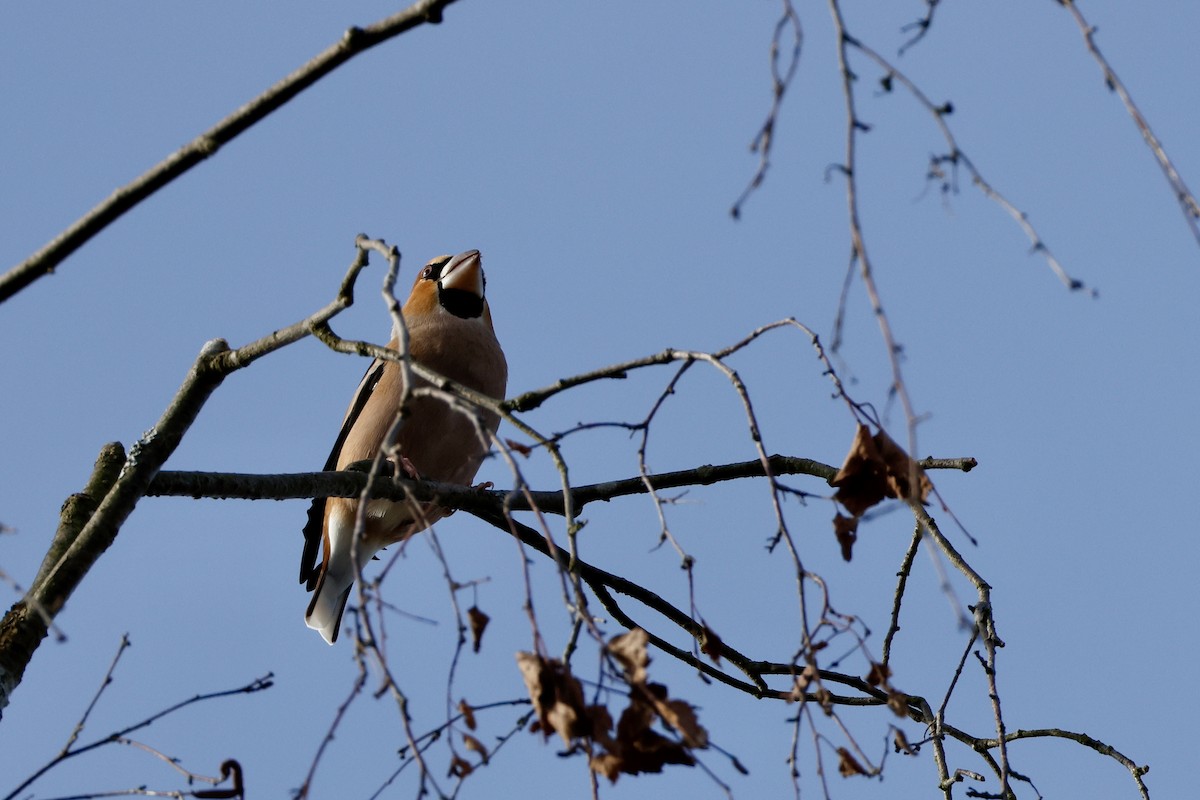 Hawfinch - ML645342882