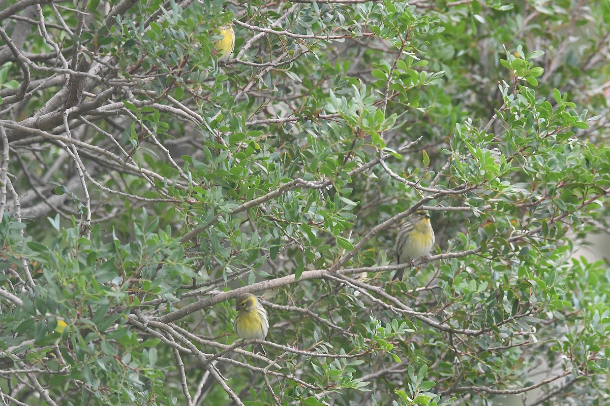 European Serin - ML645342889