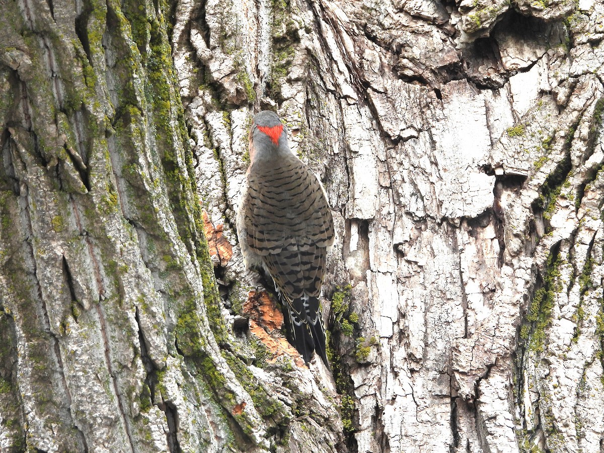 Northern Flicker - ML645342892