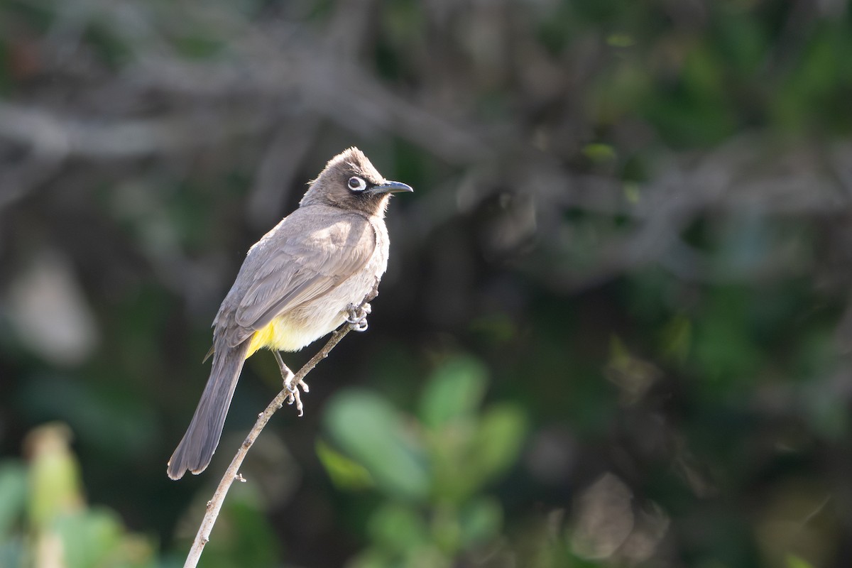 Cape Bulbul - ML645342894