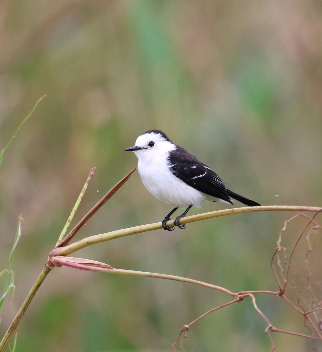 Black-backed Water-Tyrant - ML645342896